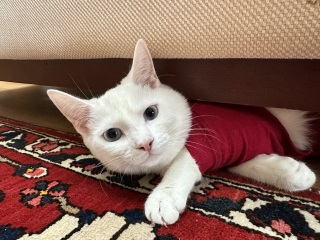 Ring Out, Wild Bells! As 2025 approaches, the Excellent Cats raise their game with a discussion on Tennyson's poetry