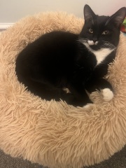 Black and white cats. (pics please!)