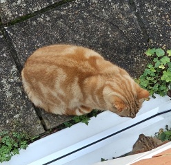 Ring Out, Wild Bells! As 2025 approaches, the Excellent Cats raise their game with a discussion on Tennyson's poetry