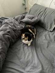 Anyone got a tortie?