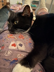 Black and white cats. (pics please!)