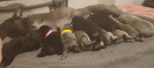 Anyone have any experience of Many Tears Rescue?
