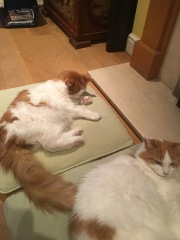 Sudden overwhelming grief for DCat