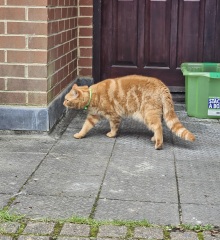Ring Out, Wild Bells! As 2025 approaches, the Excellent Cats raise their game with a discussion on Tennyson's poetry