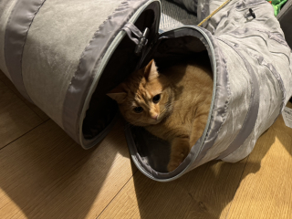 Ring Out, Wild Bells! As 2025 approaches, the Excellent Cats raise their game with a discussion on Tennyson's poetry