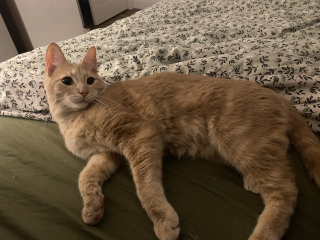 To ask me to show me your cat