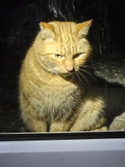 Ring Out, Wild Bells! As 2025 approaches, the Excellent Cats raise their game with a discussion on Tennyson's poetry