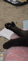 Black cat appreciation (pics please)