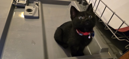 Black cat appreciation (pics please)