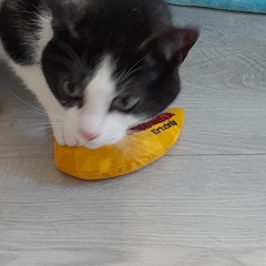 Cat toy recommendation