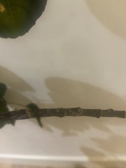 Can anyone save my plant?