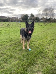 Could you show me a pic of your German Shepherd?