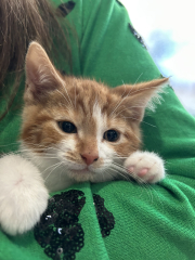 Kitten/cat personalities