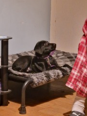 Puppy Overwhelm - AIBU in partially regretting getting one