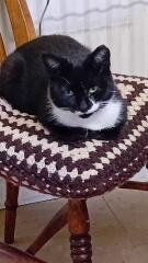 Black and white cats. (pics please!)