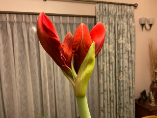 Why isn't my Amaryllis flowering