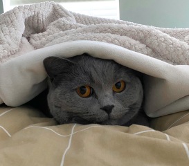 What Little Greene paint to go with my ugly carpet