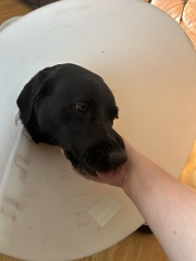Hand hold please. Beloved Labrador hit by car and losing her leg