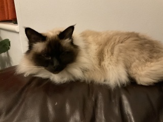 Which breed indoor cat please?