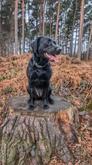 Adolescent Dog Survival Thread - get teenage licks right through the night!