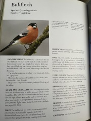 What is this bird?