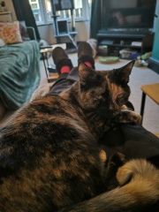 Anyone got a tortie?