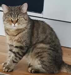 Ring Out, Wild Bells! As 2025 approaches, the Excellent Cats raise their game with a discussion on Tennyson's poetry