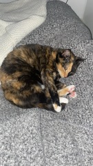 Anyone got a tortie?
