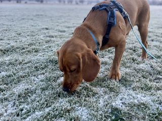 Adolescent Dog Survival Thread - Bark the Herald, furry angels sing!