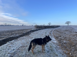 Could you show me a pic of your German Shepherd?