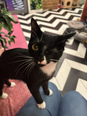 Pampered, Persian, Princess Penelope