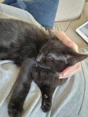 Show me your best kitten toys please!