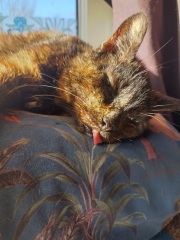 Lap dances, strippers and punch-ups - the Excellent Cats arrange a stag party