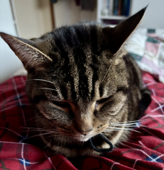 Ring Out, Wild Bells! As 2025 approaches, the Excellent Cats raise their game with a discussion on Tennyson's poetry