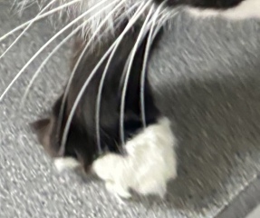 Does this cat look like it’s polydactyl?