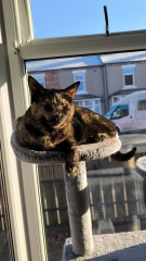 Anyone got a tortie?
