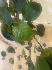 Can anyone save my plant?