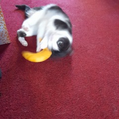 Cat toy recommendation