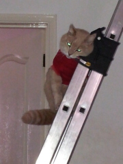 Ring Out, Wild Bells! As 2025 approaches, the Excellent Cats raise their game with a discussion on Tennyson's poetry