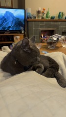 Ring Out, Wild Bells! As 2025 approaches, the Excellent Cats raise their game with a discussion on Tennyson's poetry