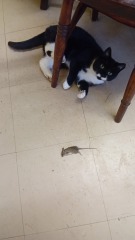 Black and white cats. (pics please!)