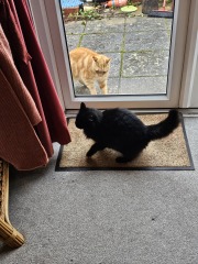 Ring Out, Wild Bells! As 2025 approaches, the Excellent Cats raise their game with a discussion on Tennyson's poetry