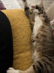 Lap dances, strippers and punch-ups - the Excellent Cats arrange a stag party