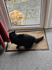 Ring Out, Wild Bells! As 2025 approaches, the Excellent Cats raise their game with a discussion on Tennyson's poetry