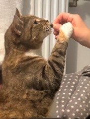 Rescue cats, show me yours!
