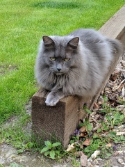 To ask me to show me your cat