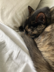Anyone got a tortie?