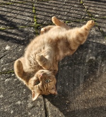 Lap dances, strippers and punch-ups - the Excellent Cats arrange a stag party