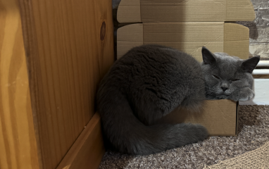 Show me your best kitten toys please!