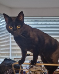To ask me to show me your cat